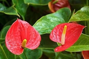 辦公室綠植擺放風水忌諱，辦公室怎樣養(yǎng)綠植旺事業(yè)