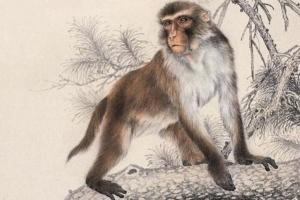 1992年是苦命猴還是富猴，十猴九苦是真的嗎？