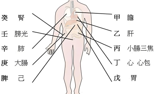 天干代表人身體的部位，十天干對應(yīng)身體各部位詳解！