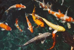 夢(mèng)見(jiàn)魚是什么預(yù)兆 周公解夢(mèng)